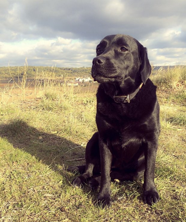 choc labrador retriever dog