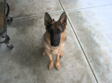 gsd puppy to adult dog in 40 seconds