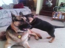 german shepherd and labrador