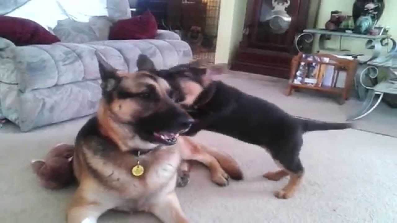 german shepherd and labrador