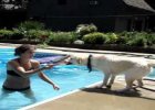 teach labrador to swim