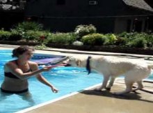 teach labrador to swim