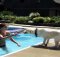 teach labrador to swim