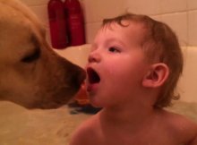 Lab baby taking bath together