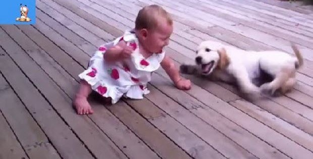 labrador puppy