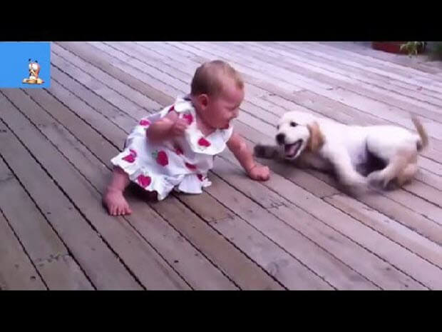 labrador puppy