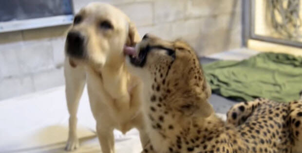 labrador-retriever-helping-cheetah-3