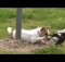 cute puppy playing with bird