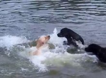 These Beautiful Labs Are Swimming In A River And It Is Mesmerizing To Watch