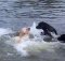 These Beautiful Labs Are Swimming In A River And It Is Mesmerizing To Watch