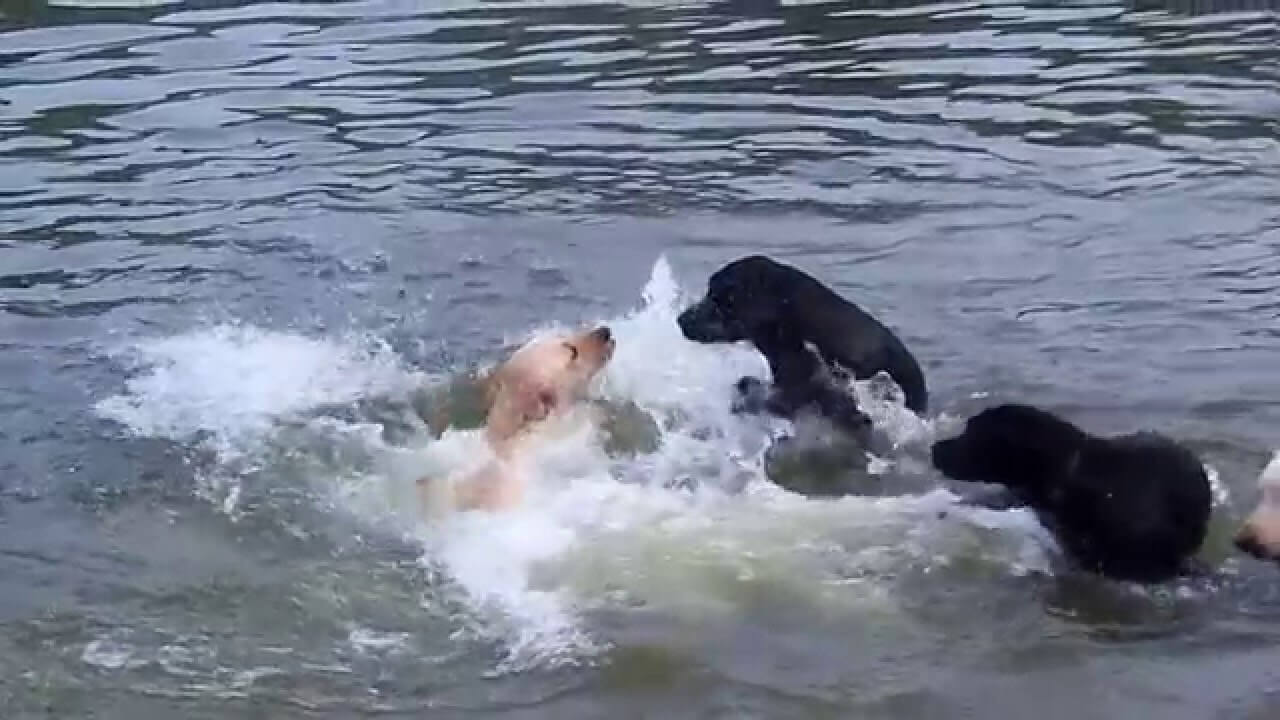 These Beautiful Labs Are Swimming In A River And It Is Mesmerizing To Watch