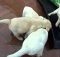 yellow lab puppies