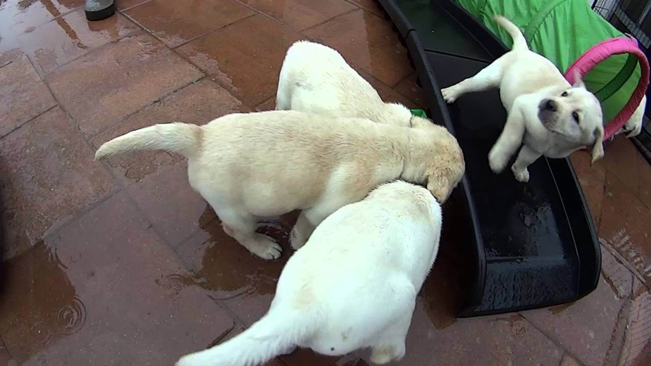 yellow lab puppies