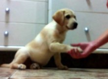 This Cute Yellow Lab Puppy Is Getting Treats For Being A Good Boy