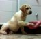 This Cute Yellow Lab Puppy Is Getting Treats For Being A Good Boy