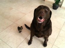 This Labrador Dog Got A Duck
