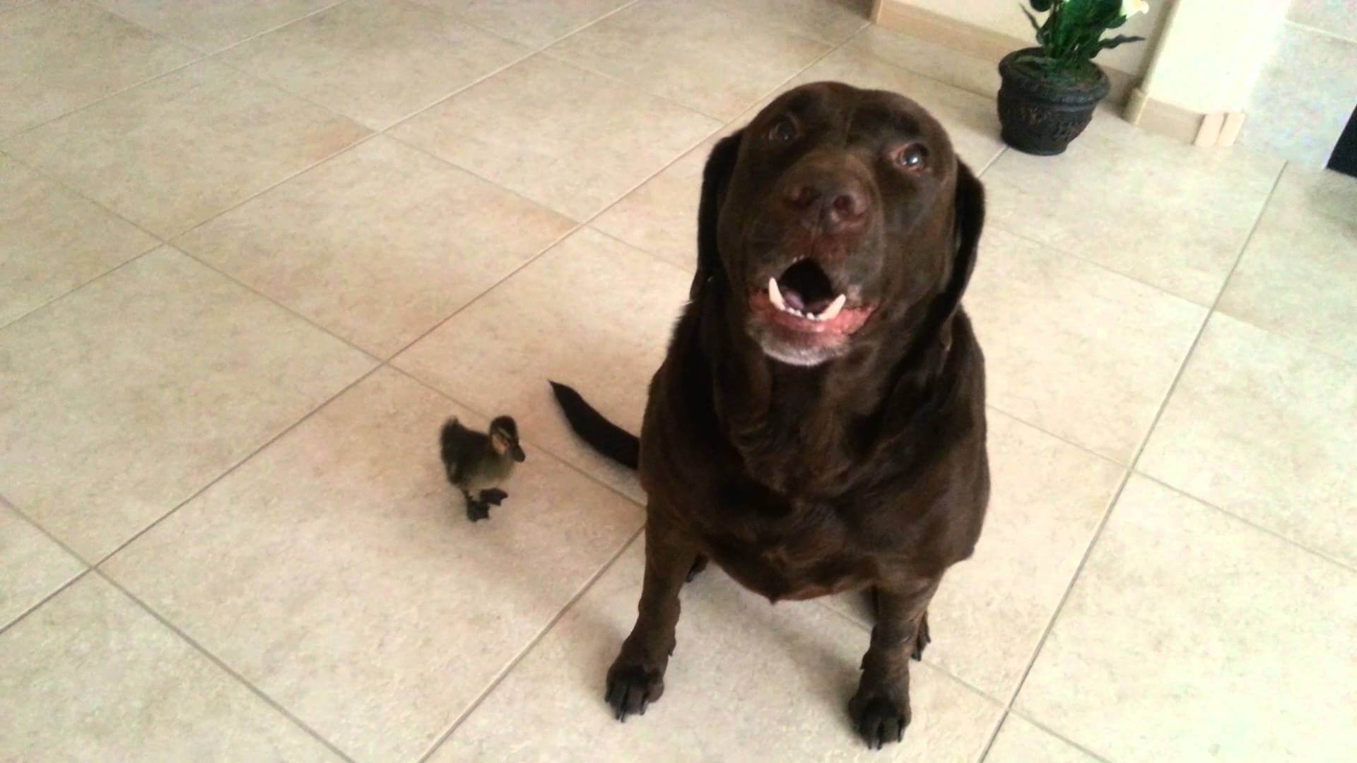 This Labrador Dog Got A Duck