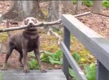 dog is trying to carry stick across the bridge
