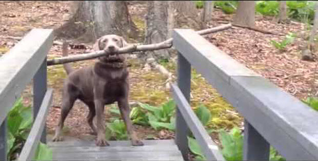 dog is trying to carry stick across the bridge