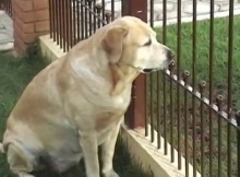 Labrador Waiting Cat