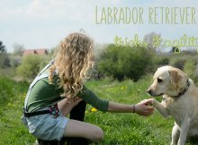 labrador dog training