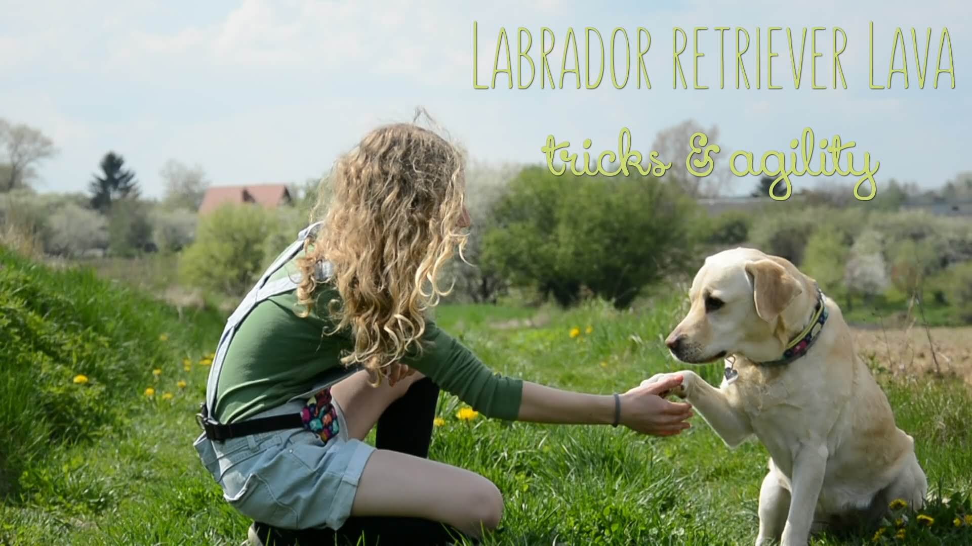 labrador dog training