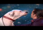 what this dog can do is amazing!