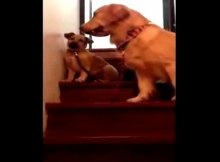 dog teaching puppy how to go down the stairs