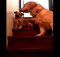 dog teaching puppy how to go down the stairs