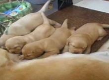 yellow labrador retriever puppies