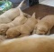 yellow labrador retriever puppies