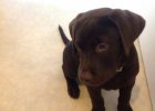 choc lab puppy