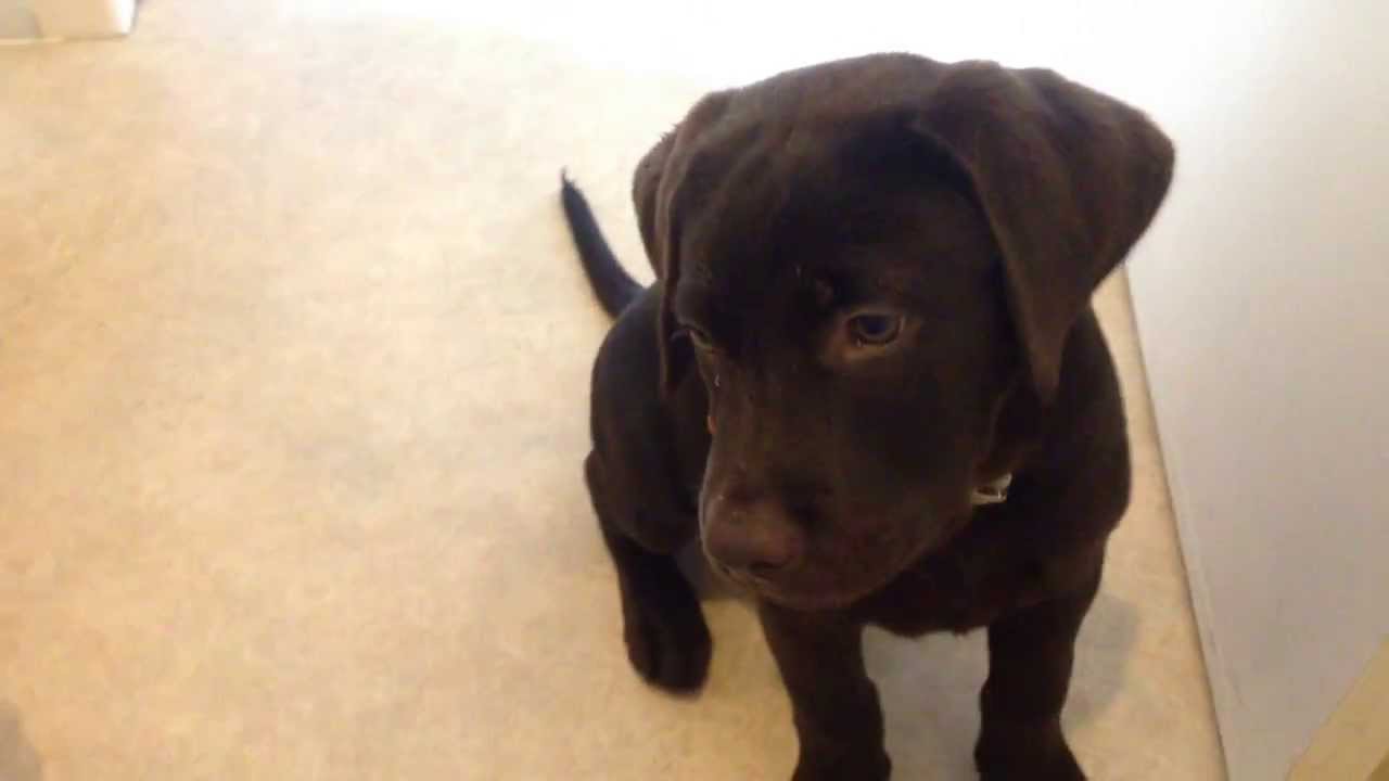 choc lab puppy