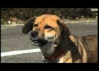 After Devastating Tsunami This Dog’s Reunion With The Family Is The Best Gift