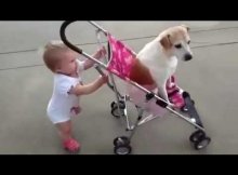 kid pushes dog