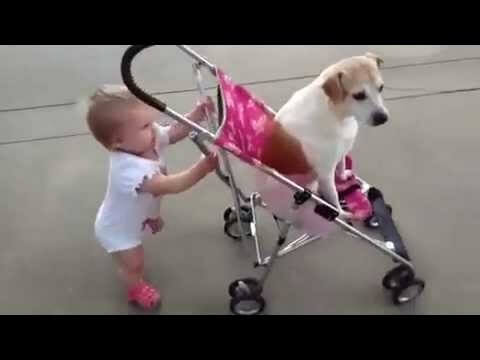 kid pushes dog