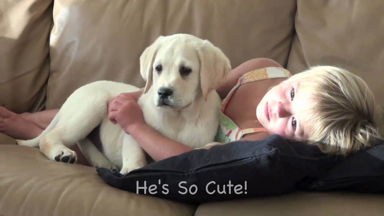 white lab dog