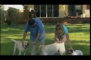 dog training