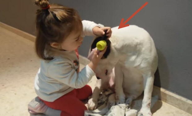 little girl plays vet