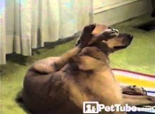 dog practicing yoga