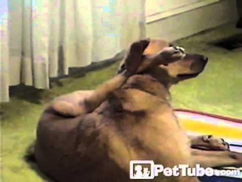 dog practicing yoga