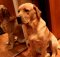 guilty labrador retriever