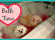 Pomeranians and Yorkie Dogs Hate Bath