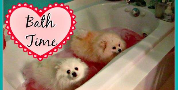 Pomeranians and Yorkie Dogs Hate Bath
