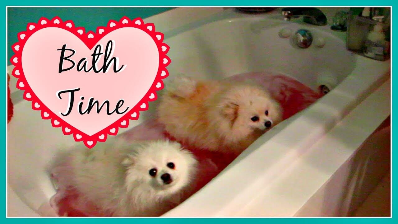 Pomeranians and Yorkie Dogs Hate Bath