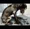 amazing dog rescue