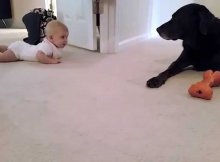 This Baby Is Trying To Crawl To Her Labrador And What The Dog Does Is Simply Priceless