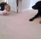 This Baby Is Trying To Crawl To Her Labrador And What The Dog Does Is Simply Priceless