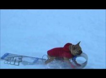 dog steals slide