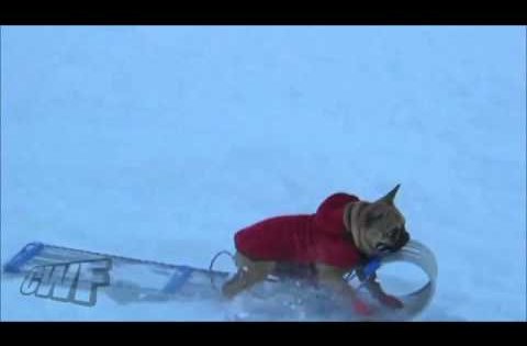 dog steals slide